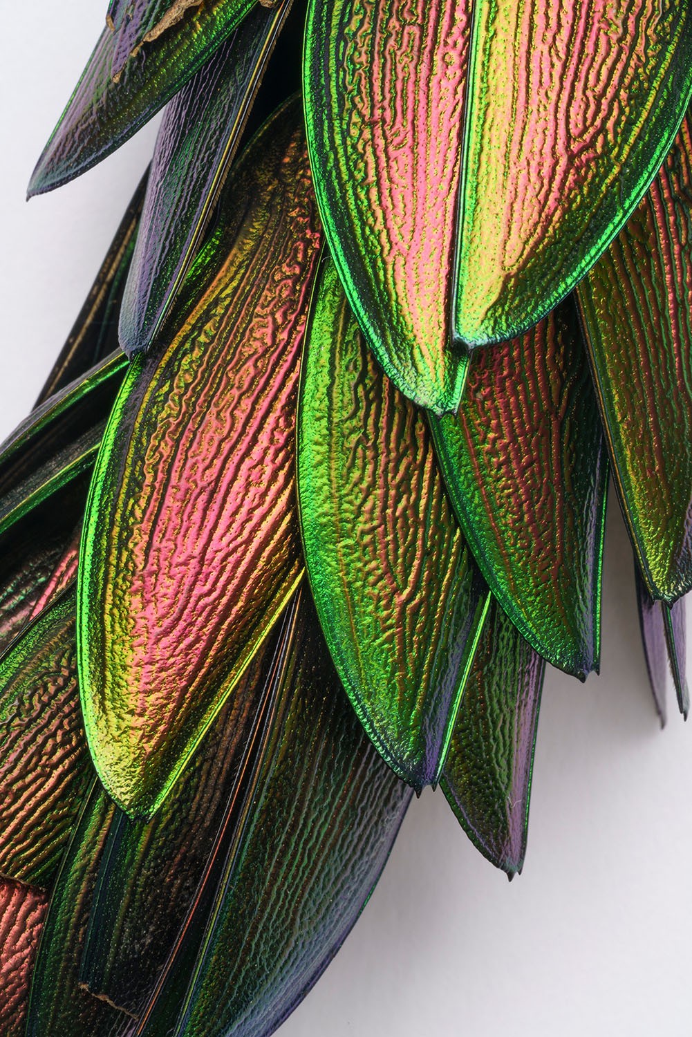 Ohrgehänge (Detail). Käferflügel, Federn. Jívaro/Shuar, Peru. Gesammelt von Alfred Grosmann, 1925–1930. Sammlung Weltkulturen Museum. Foto: Wolfgang Günzel
