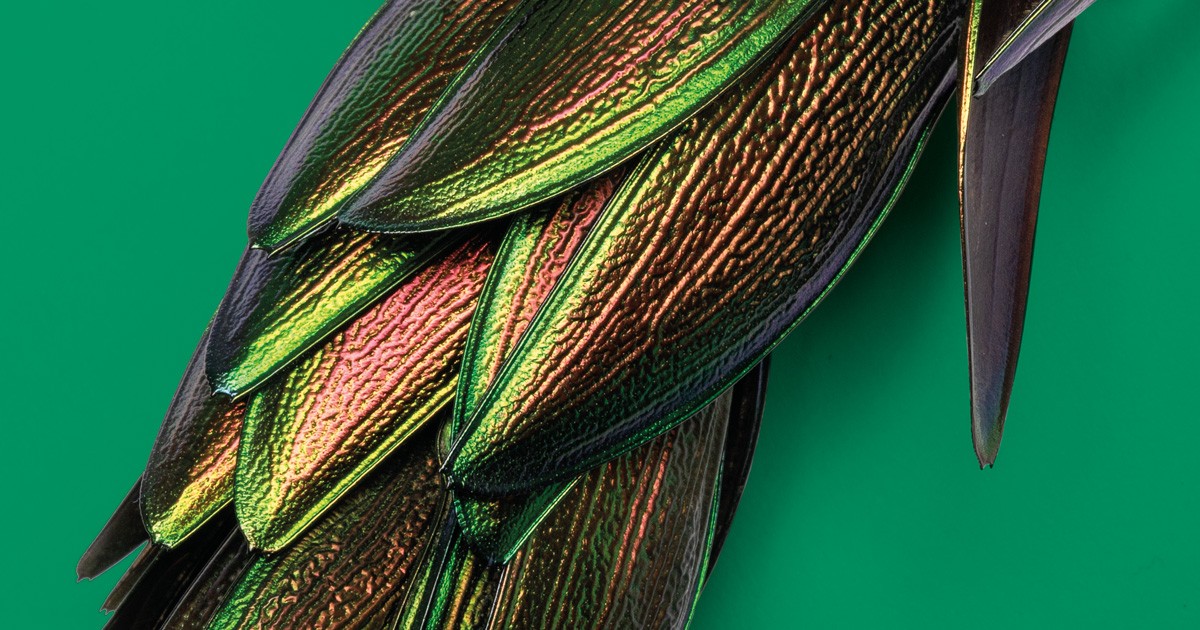 Ohrgehänge (Detail). Käferflügel, Federn. Jívaro/Shuar, Peru. Gesammelt von Alfred Grosmann, 1925–1930. Sammlung Weltkulturen Museum. Foto: Wolfgang Günzel