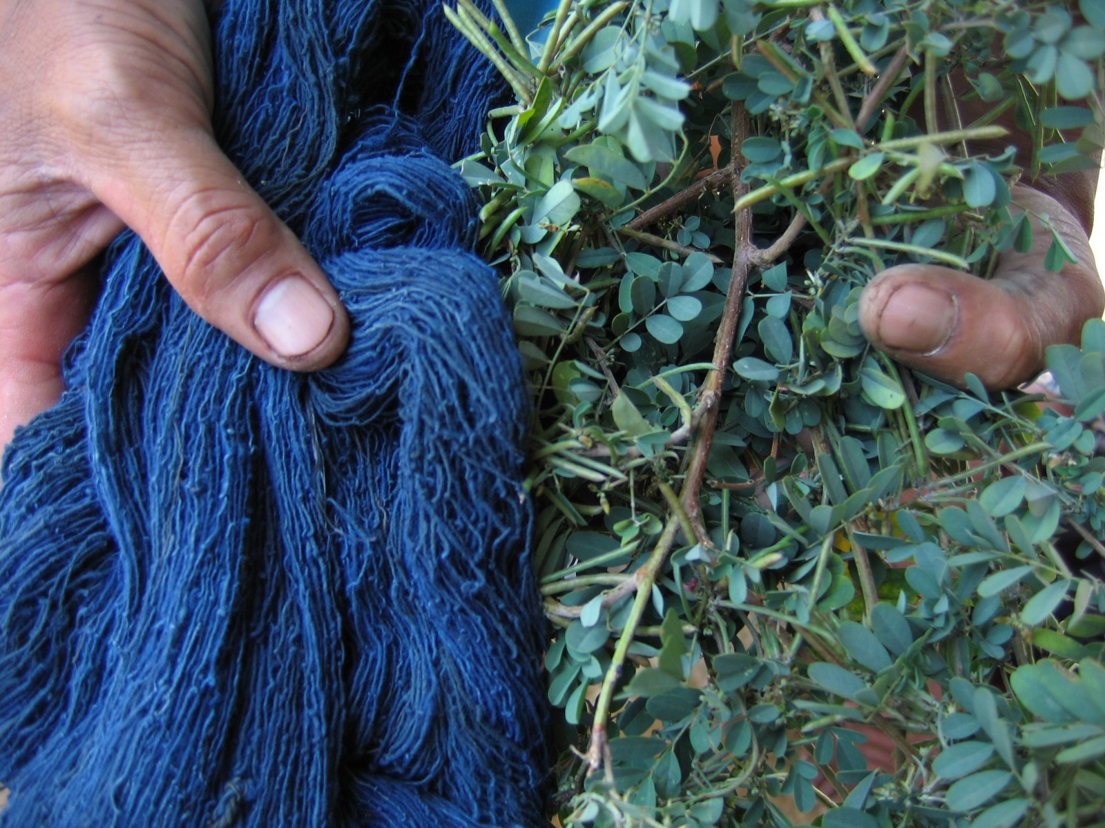 Nila (Indonesian), indigo leaves and twine coloured  with indigo; Bali, Indonesien; Photo: Threads  of Life Indonesian Textile Arts Centre, n.d.