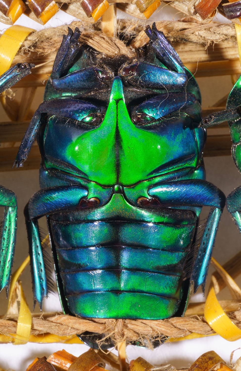 Headband. Plant material, jewel beetles. Mount Hagen, New Guinea. Purchased from R. Diepen during the Sepik Expedition, 1961. Collection Weltkulturen Museum. Photo: Wolfgang Günzel