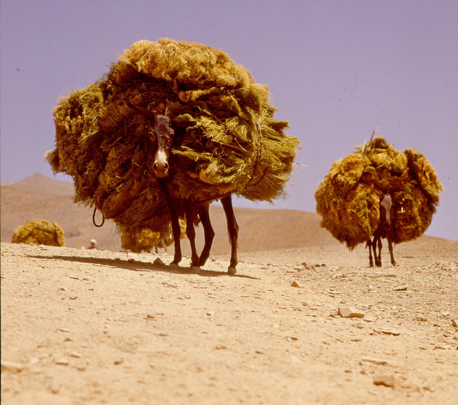 Donkeys loaded with grass; Pamir, Afghanistan, Central Asia; Photo: Hermann Schlenker, 1963